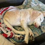 Un Border Beagle allongé sur un canapé et semblant dormir