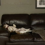 Un Border Beagle allongé sur le dos sur un canapé et portant un collier autour du cou