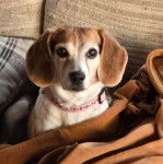Un Border Beagle portant un collier autour du cou et regardant vers la caméra 