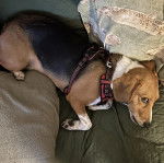 Un Border Beagle allongé et portant un harnais