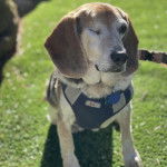 Un Border Beagle assis sur un terrain herbeux et qui est tenu en laisse 