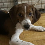 Un Border Beagle allongé sur un plancher et semblant détendu 