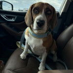 Un Border Beagle assis sur le siège d'une voiture et qui est tenu en laisse 