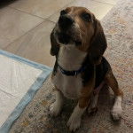 Un Border Beagle assis sur un tapis et portant un collier autour du cou