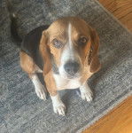 Un Border Beagle assis sur un tapis et portant un collier autour du cou