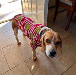 Un Border Beagle sur un sol carrelé et portant un habit pour chien 