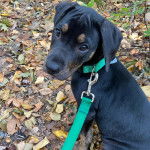 Un Border Beagle regardant vers la caméra et qui est tenu en laisse 