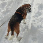 Un Border Beagle sur une surface enneigée et qui est tenu en laisse