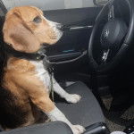 Un Border Beagle assis sur le siège d'une voiture et qui est tenu en laisse 