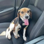 Un Border Beagle ayant la langue pendante et portant un harnais 