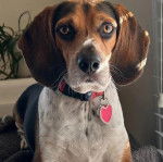 Un Border Beagle allongé et portant un collier autour du cou