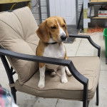 Un Border Beagle assis sur une chaise et portant un collier autour du cou