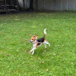 Un Border Beagle courant sur un terrain herbeux portant un collier autour du cou et ayant un bâton dans sa gueule 