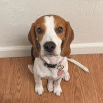 Un Border Beagle assis sur un plancher et portant un collier autour du cou