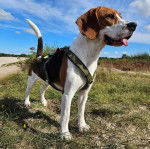 Un Border Beagle sur un terrain herbeux et portant un harnais 
