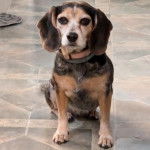 Un Border Beagle assis sur un sol carrelé et portant un collier autour du cou