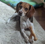 Un Border Beagle allongé sur un tapis et semblant détendu 