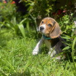 Un Border Beagle assis sur un terrain herbeux et portant un collier autour du cou
