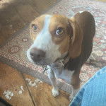 Un Border Beagle sur un tapis et portant un collier autour du cou