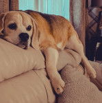Un Border Beagle allongé sur un canapé et semblant détendu 