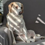 Un Border Beagle assis sur un canapé et semblant détendu 