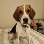 Un Border Beagle assis sur un lit et portant un collier autour du cou