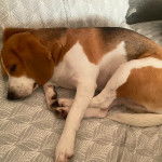 Un Border Beagle allongé et semblant détendu 