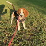 Un Border Beagle sur un terrain herbeux et qui est tenu en laisse 