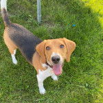 Un Border Beagle sur un terrain herbeux et portant un collier autour du cou