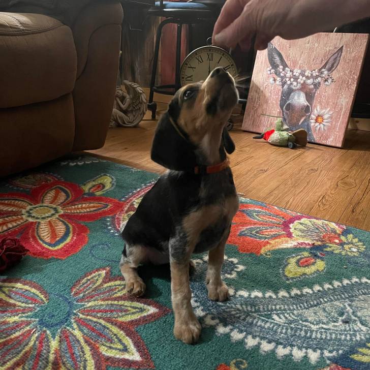 Un Border Beagle assis sur un tapis 