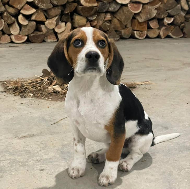 Un Border Beagle assis sur une surface bétonnée et regardant vers le haut 