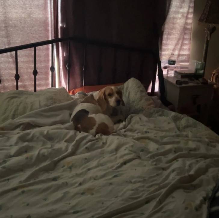 Un Border Beagle allongé sur un lit et regardant vers la caméra 