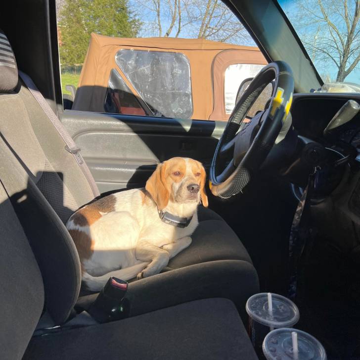 Un Border Beagle allongé sur le siège d'une voiture et portant un collier autour du cou