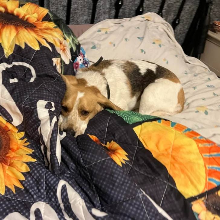 Un Border Beagle allongé sur un lit et portant un collier autour du cou 