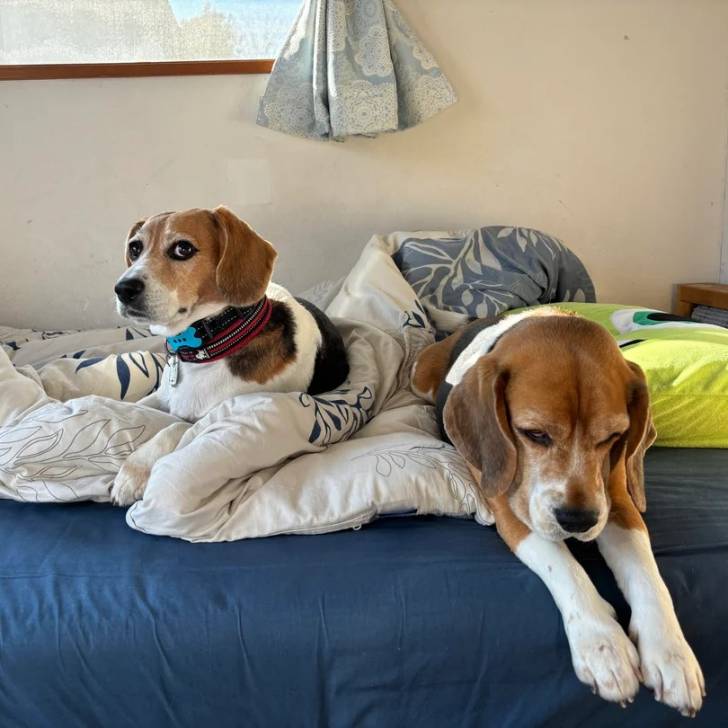 Deux Border Beagle allongés sur un lit et semblant détendus