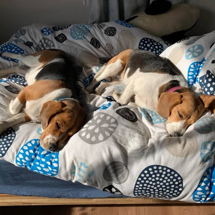 Deux Border Beagle allongés sur un lit et portant tous les deux un collier autour de leurs cous