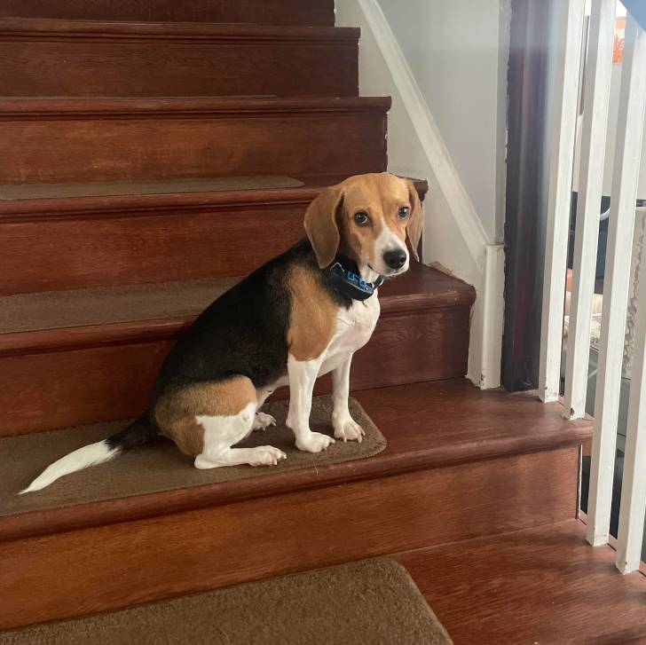 Un Border Beagle assis sur une marche d'escalier et portant un collier autour du cou