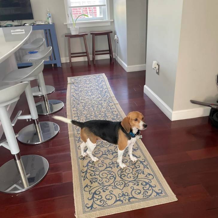 Un Border Beagle sur un tapis et portant un collier autour du cou