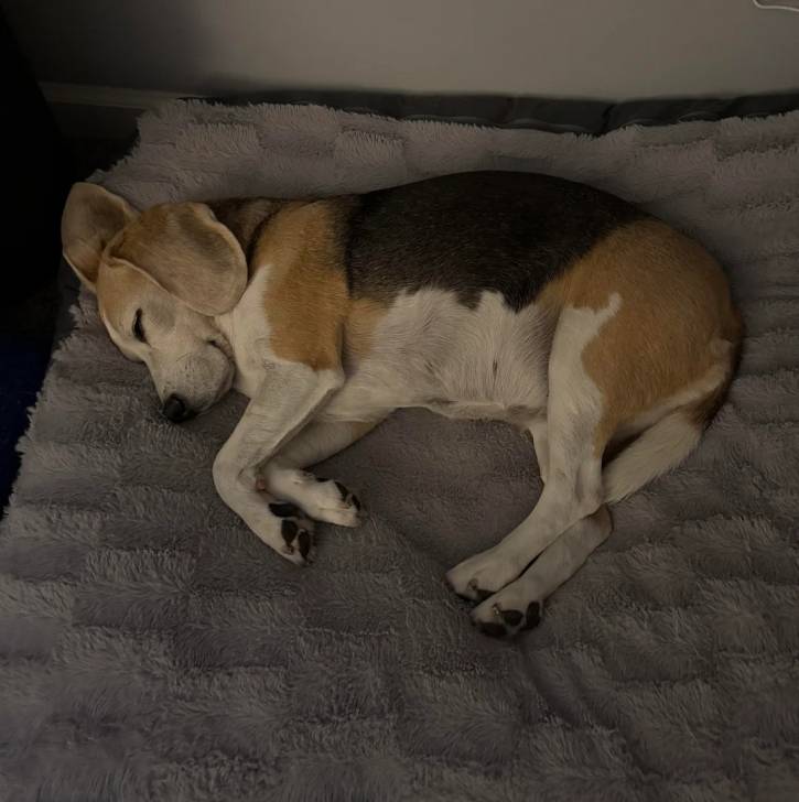 Un Border Beagle allongé et semblant détendu 