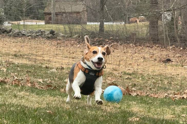 Un Border Beagle courant sur un terrain herbeux et portant un harnais 
