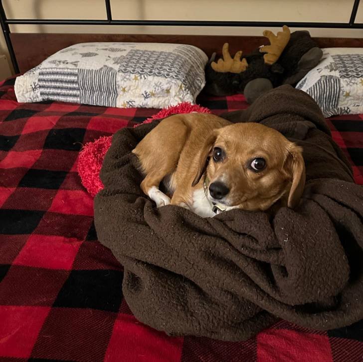 Un Border Beagle portant un collier autour du cou et regardant vers la caméra 