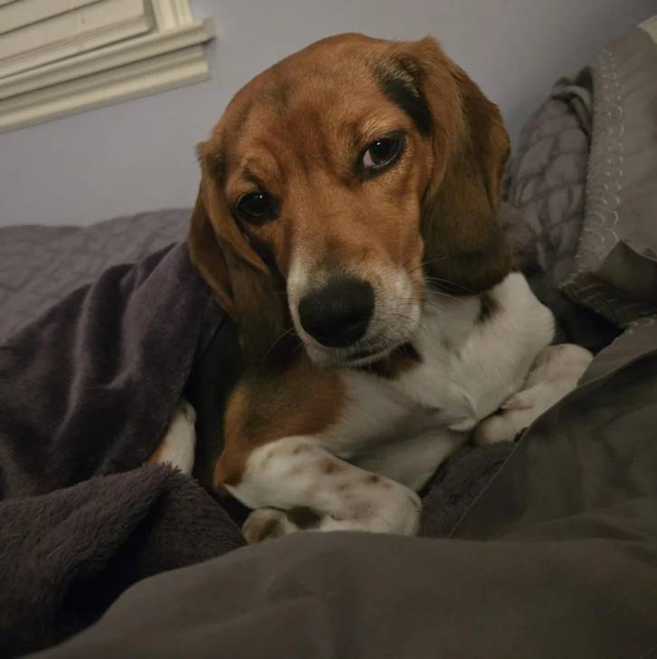 Un Border Beagle allongé et semblant détendu 