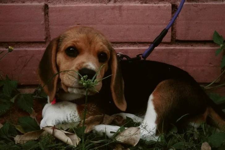 Un Border Beagle allongé sur un terrain herbeux et qui est tenu en laisse 