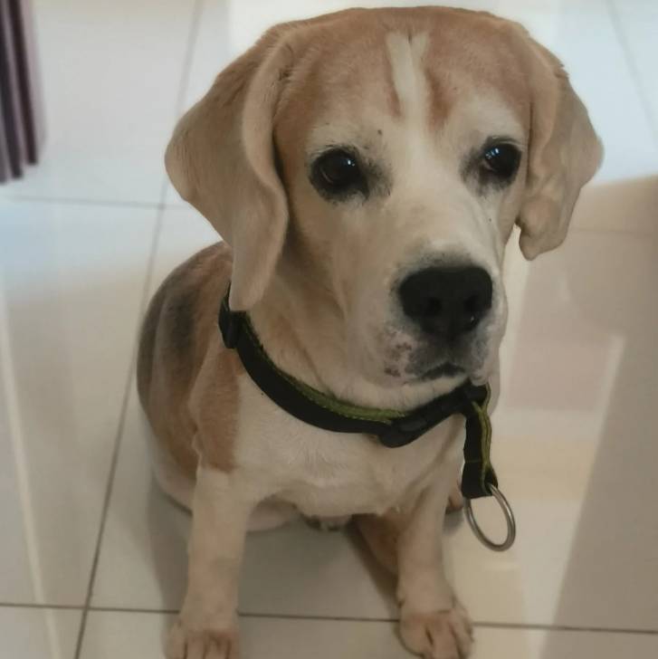 Un Border Beagle assis sur un sol carrelé et portant un collier autour du cou 