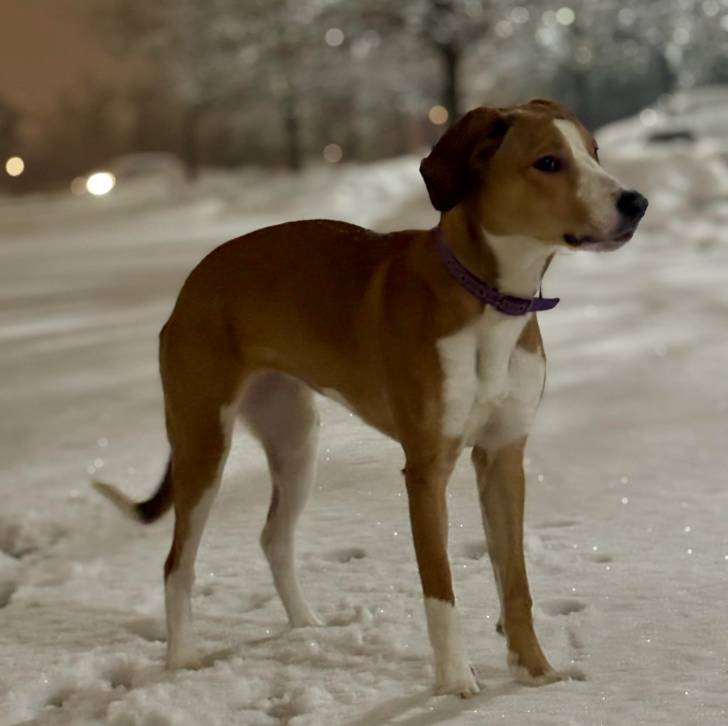 Un Border Beagle sur une surface enneigée et portant un collier autour du cou