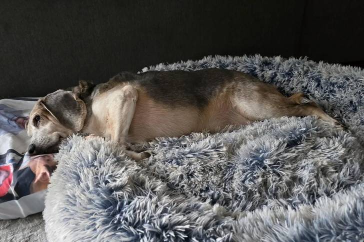 Un Border Beagle allongé dans un panier et semblant détendu