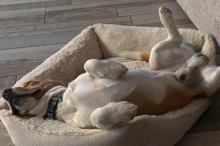 Un Border Beagle allongé sur le dos dans un panier et portant un collier autour du cou