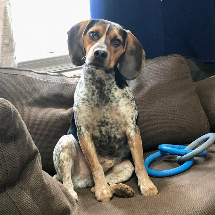 Un Border Beagle assis sur un canapé et regardant vers la caméra 