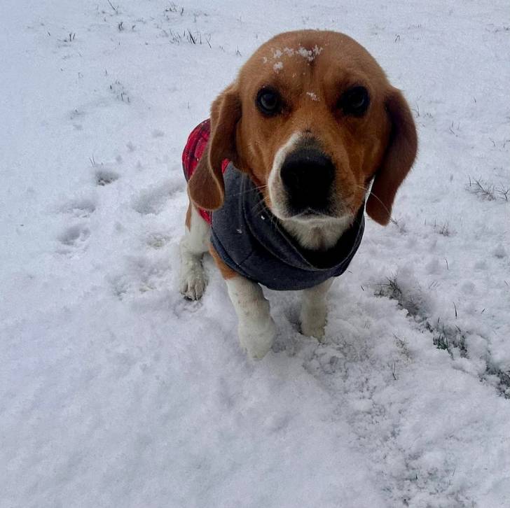 Un Border Beagle marchant sur une surface enneigée et portant un habit pour chien