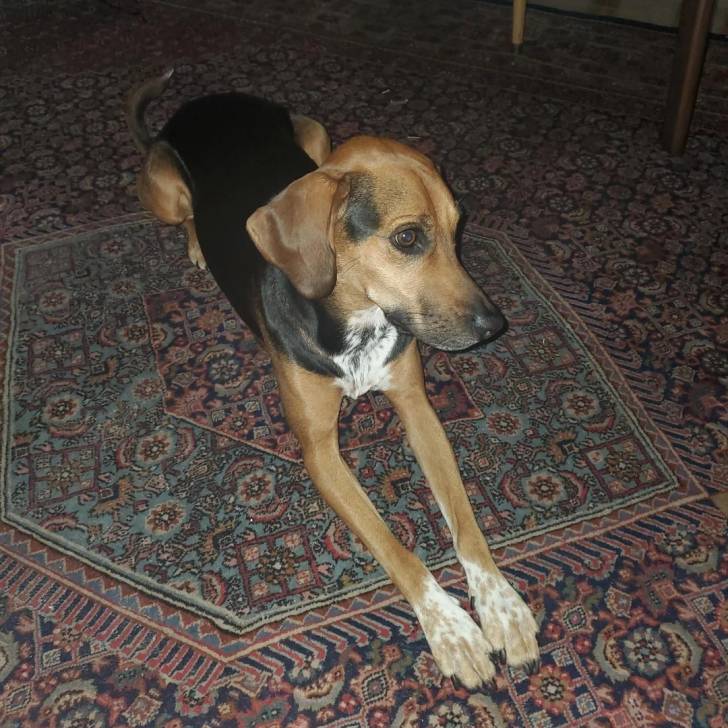 Un Border Beagle allongé sur un tapis et semblant détendu